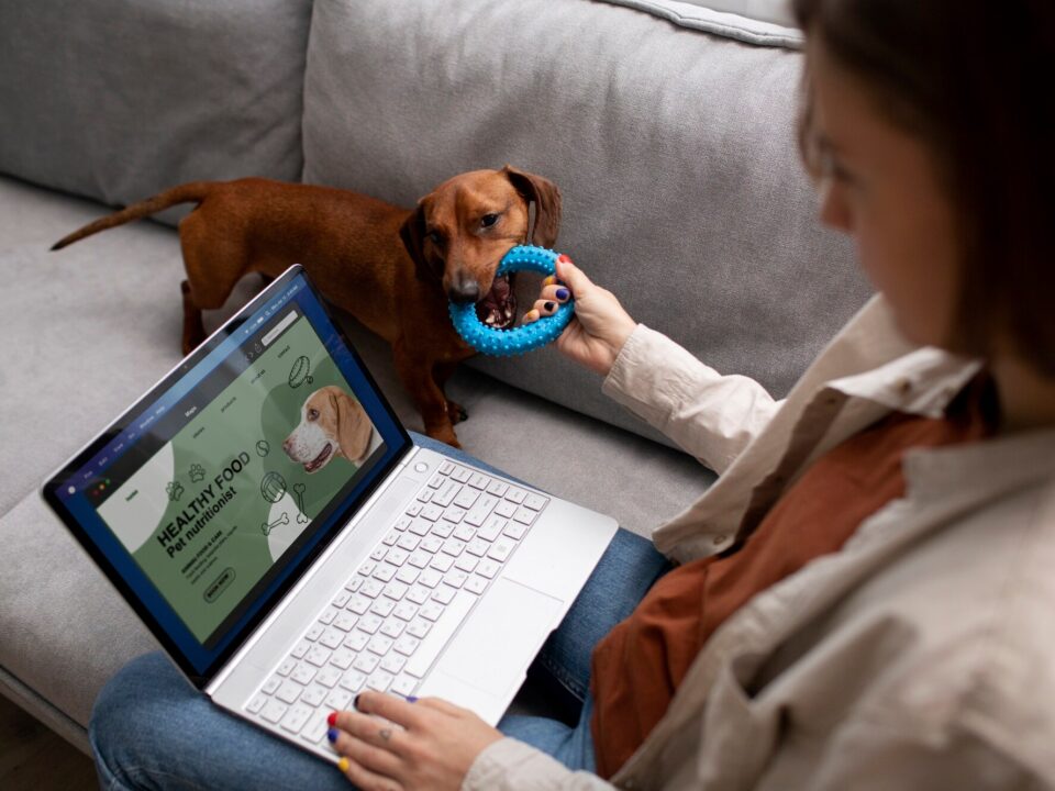 How to start an online pet supplies business